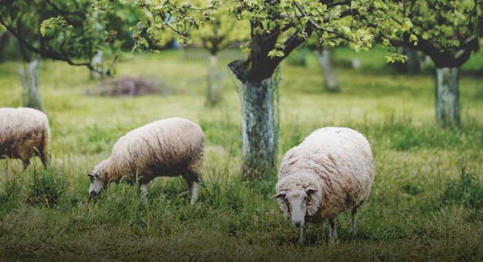 schapen grazen in een boomgaard