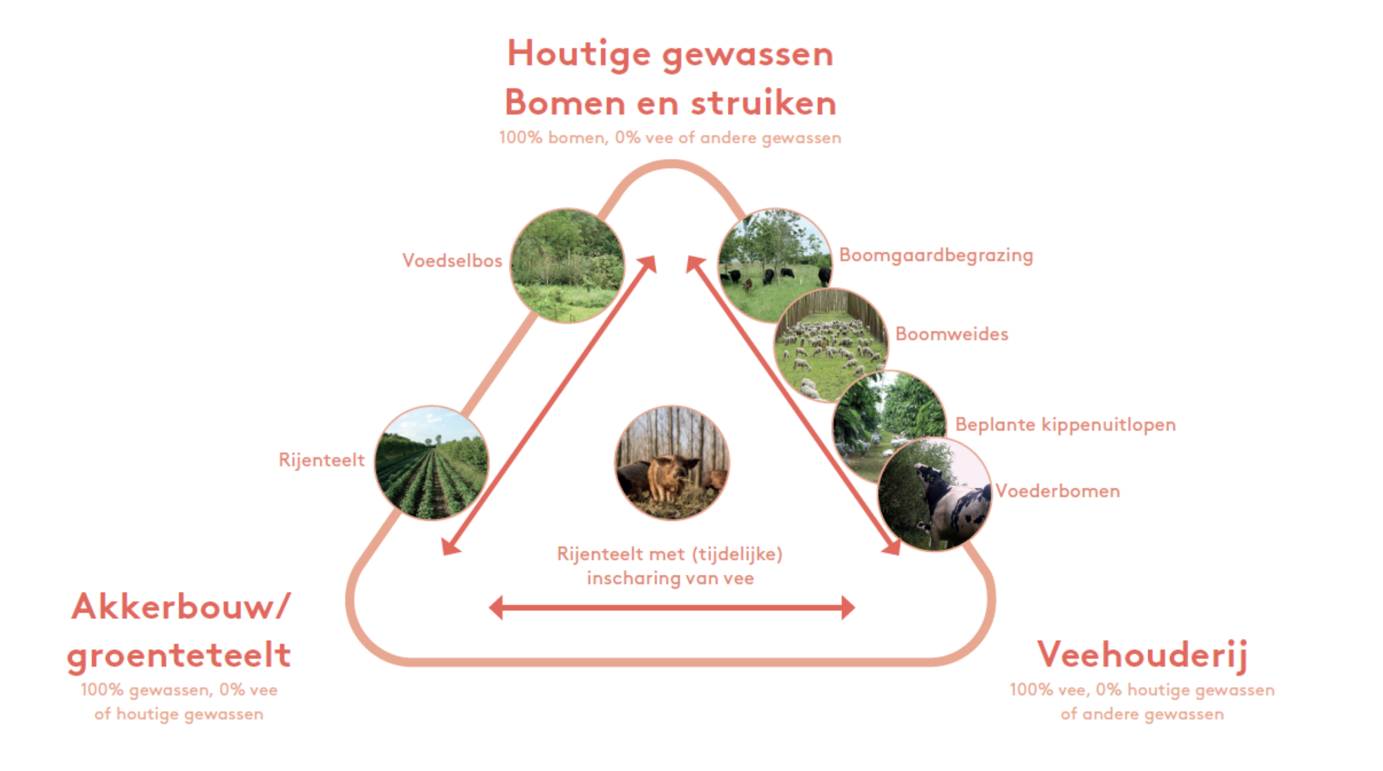 Agroforestry schema uitgelegd