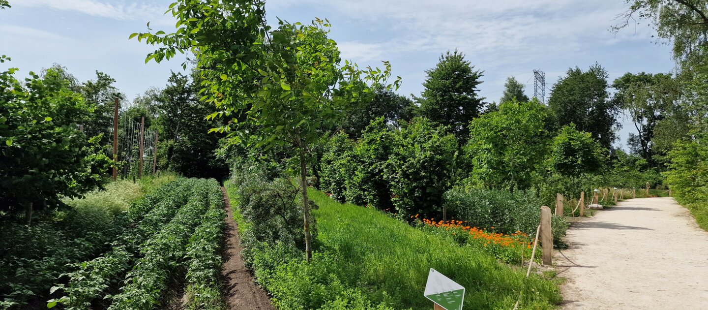 Weerwoud Utopia Agroforestry Aardappels