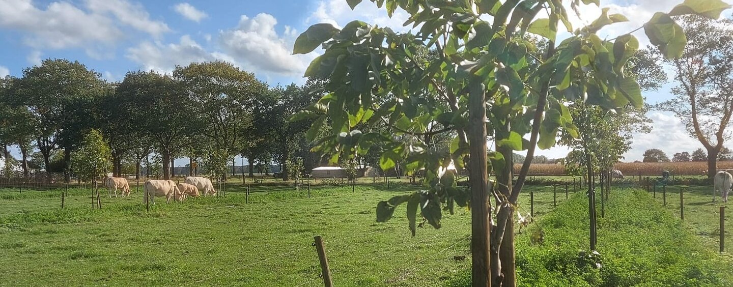 grazende koeien in wei met bomen