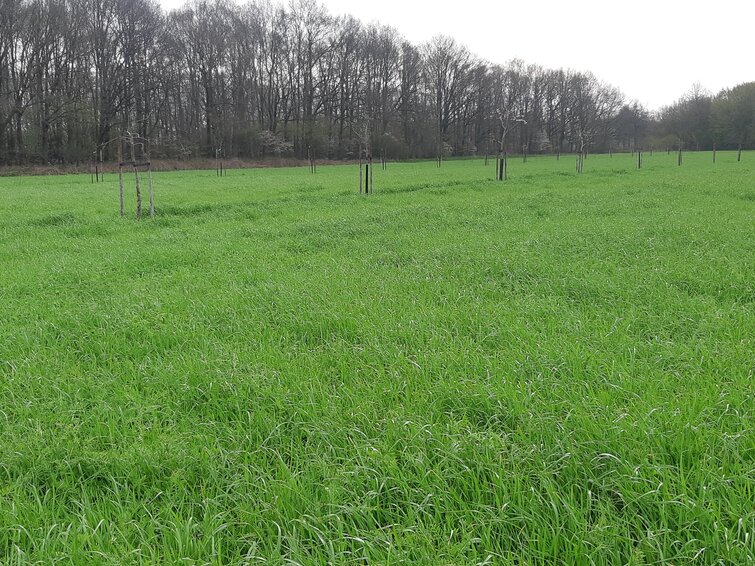 Weiland met gras en jonge boompjes