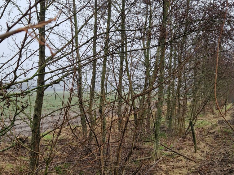 Een rij bomen bij Biologische boerderij 'T Schop