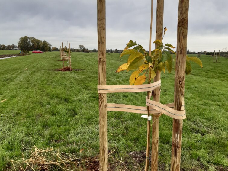 Een boom wordt verstevigd door wat palen