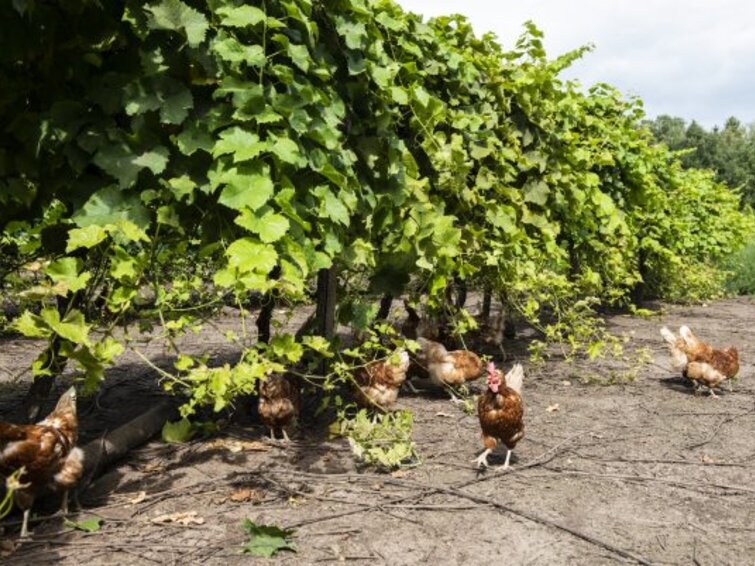 Kippen die lopen in de zon tussen de wijnranken