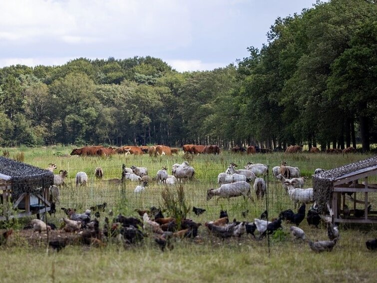 Boerderijdieren met bomen op de achtergrond