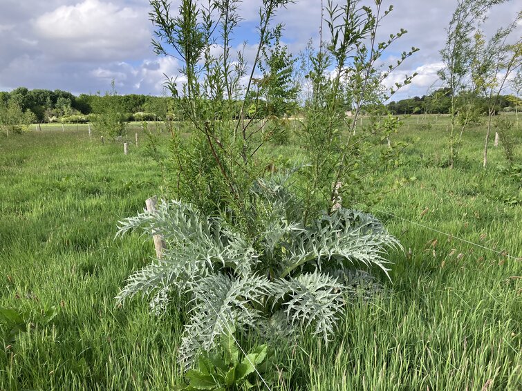 Rij met struiken bij Boeren in het Bos