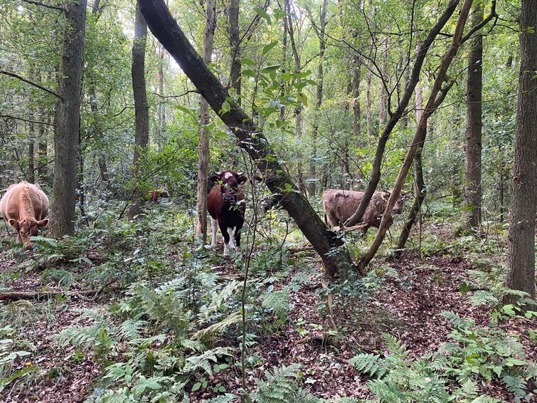 Koeien grazen in het bos