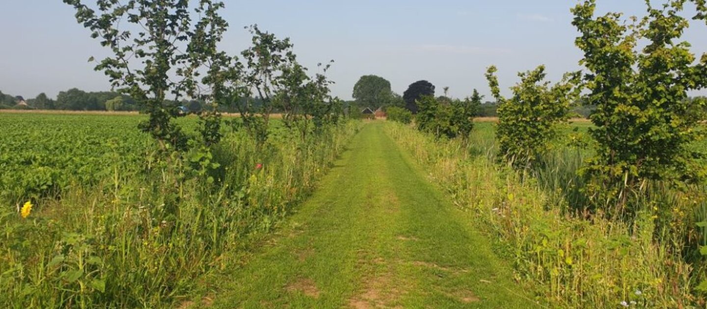 struiken en gras boerderij agroforestry