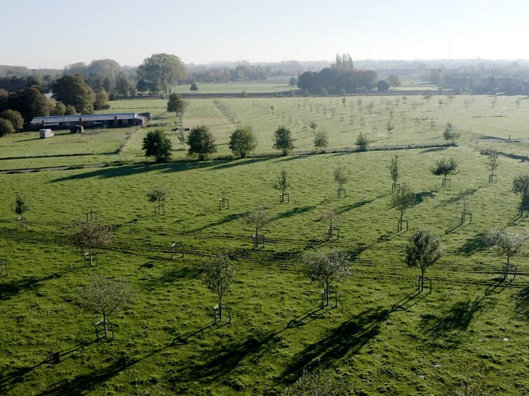 bomen weiland platteland vanuit de lucht