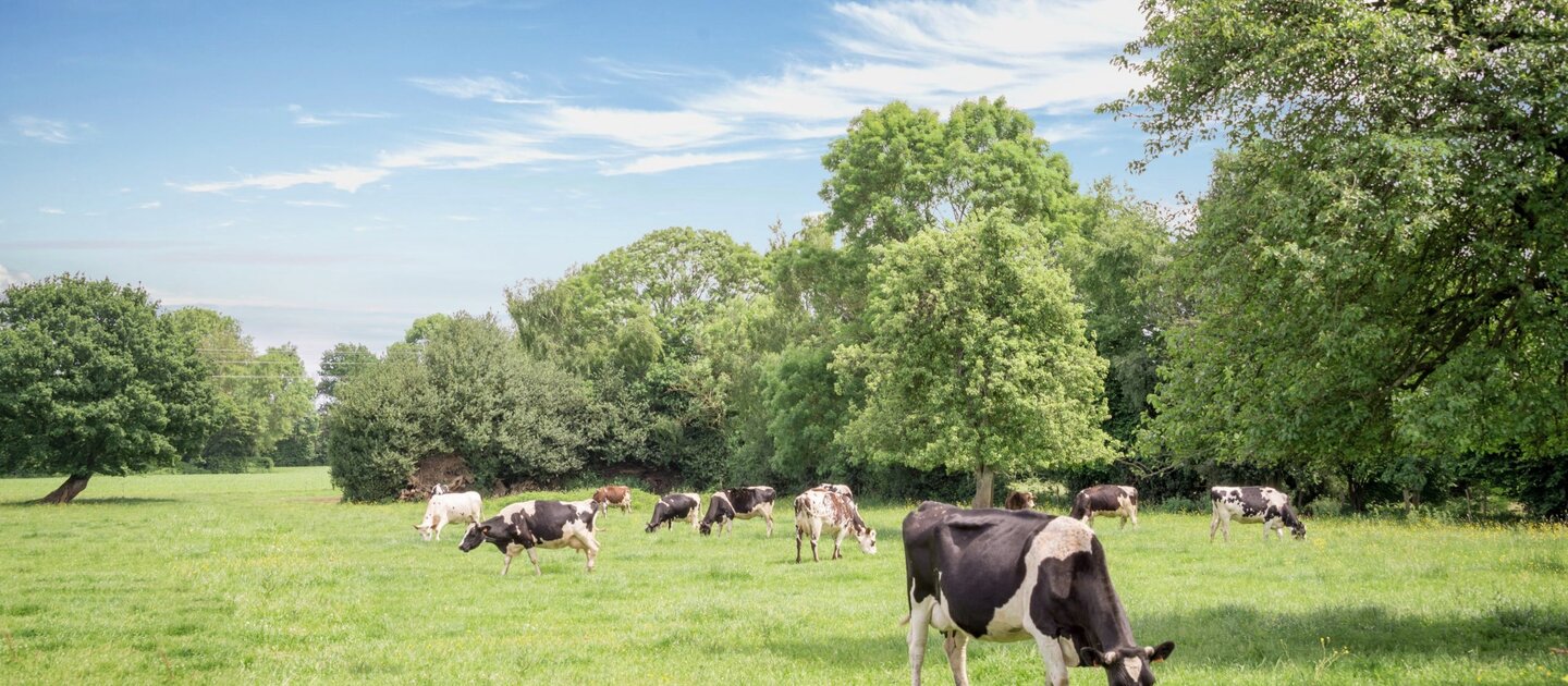 Koeien grazen in wei met bomen