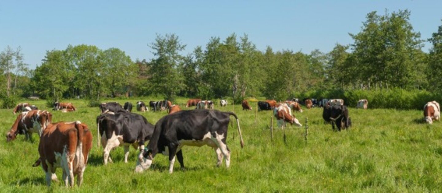 kudde koeien in weiland