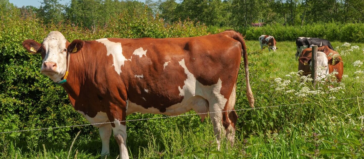 Koe in weide met struiken