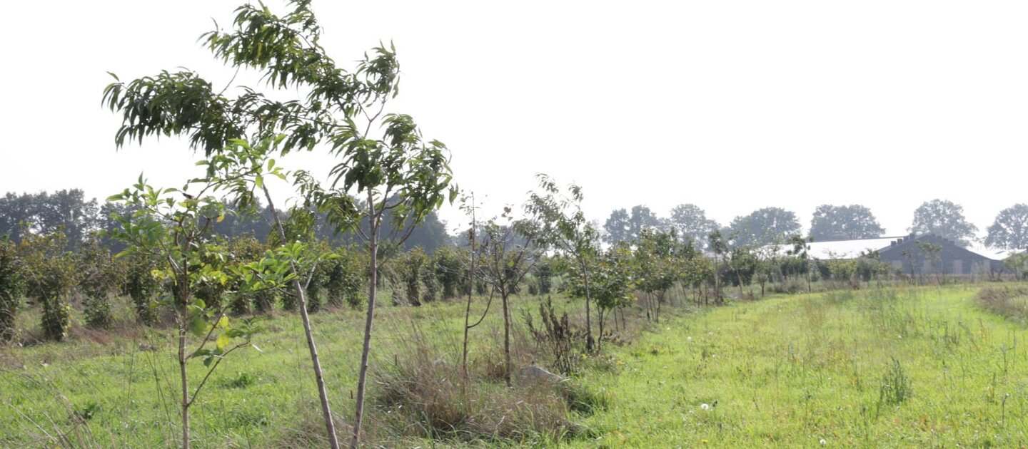 weide afgewisseld met jonge bomen in stroken