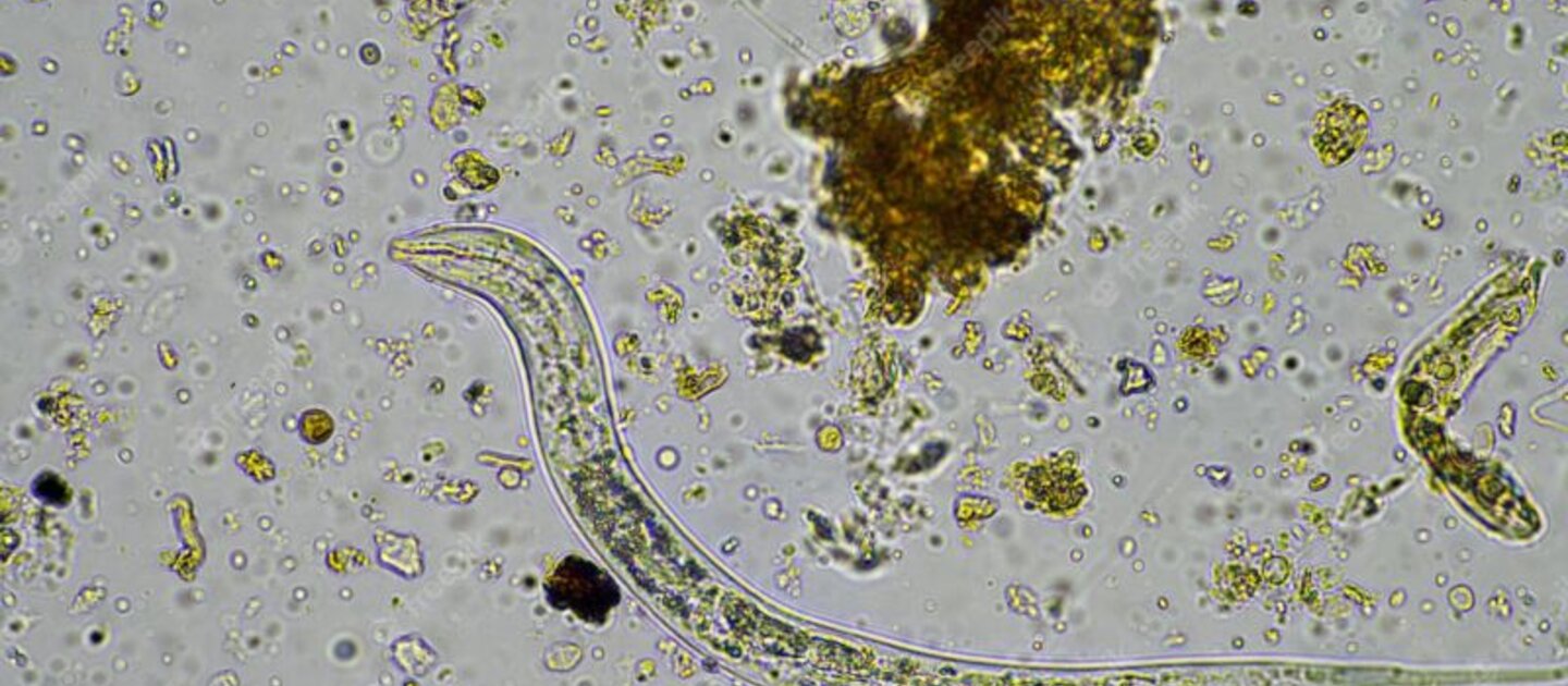 bodemleven onder microscoop