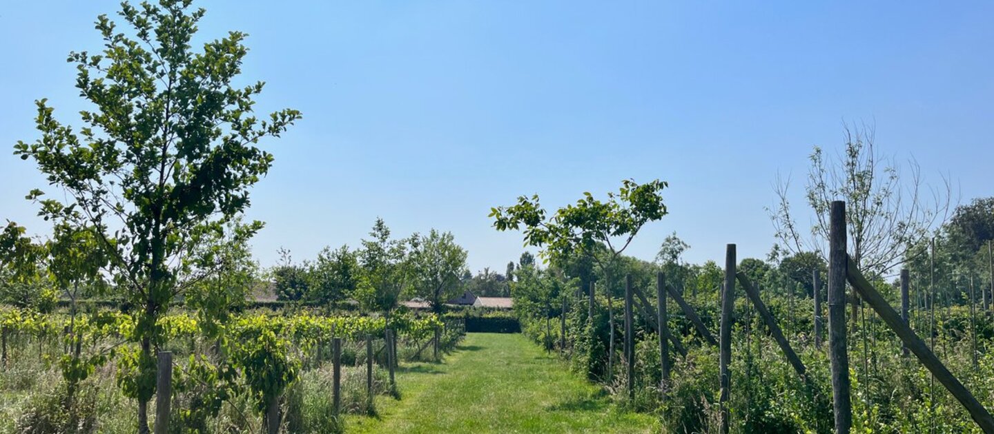 tuin met bomen en struiken
