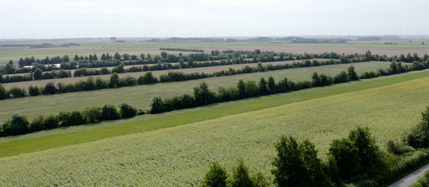 Landschap met bomen