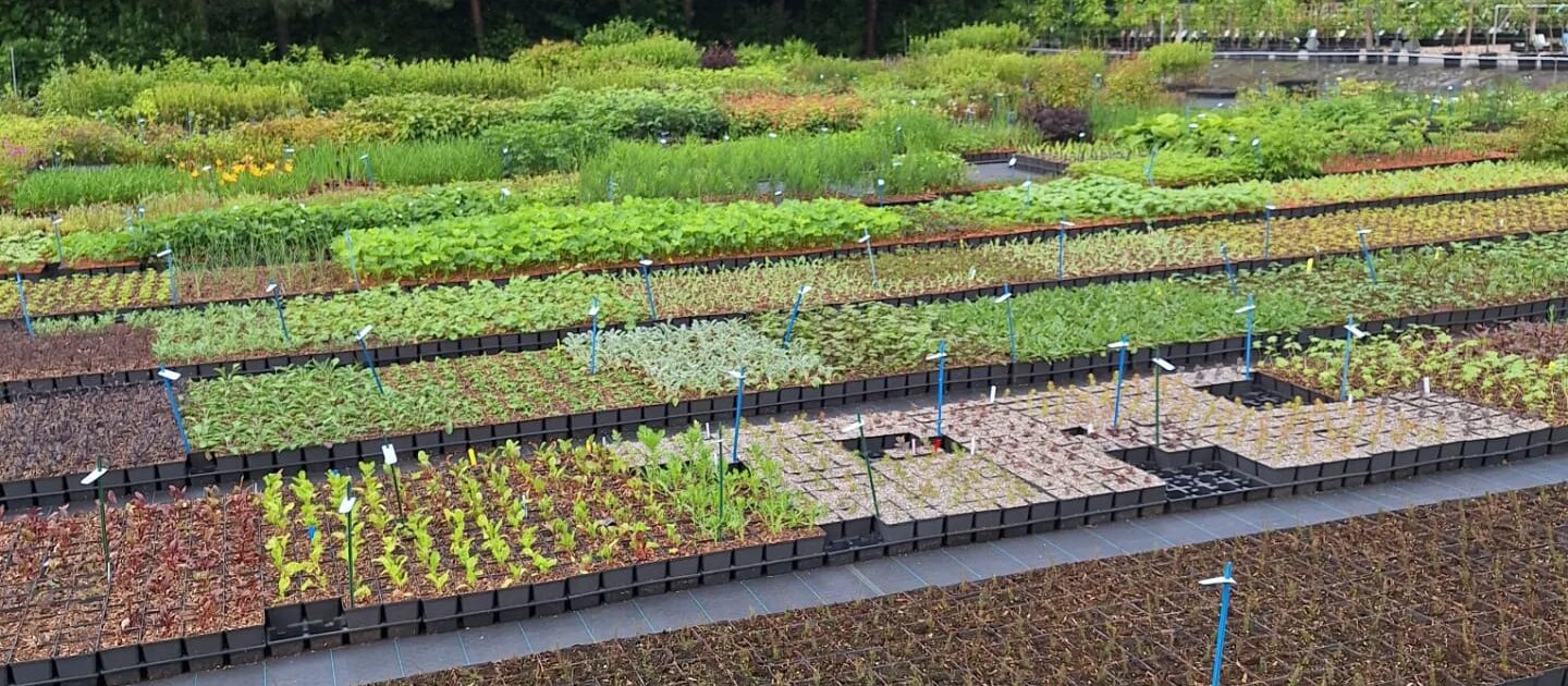 Opgekweekte plantjes