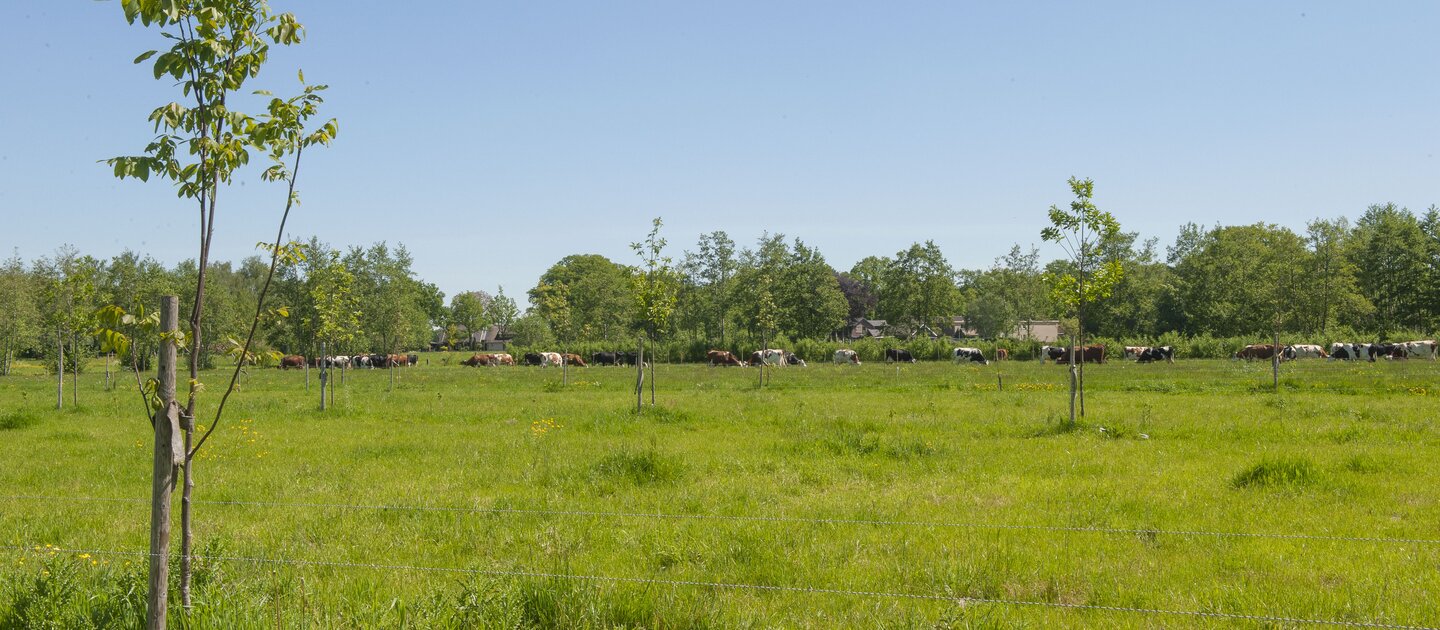 Kleine bomen langs weiland met koeien