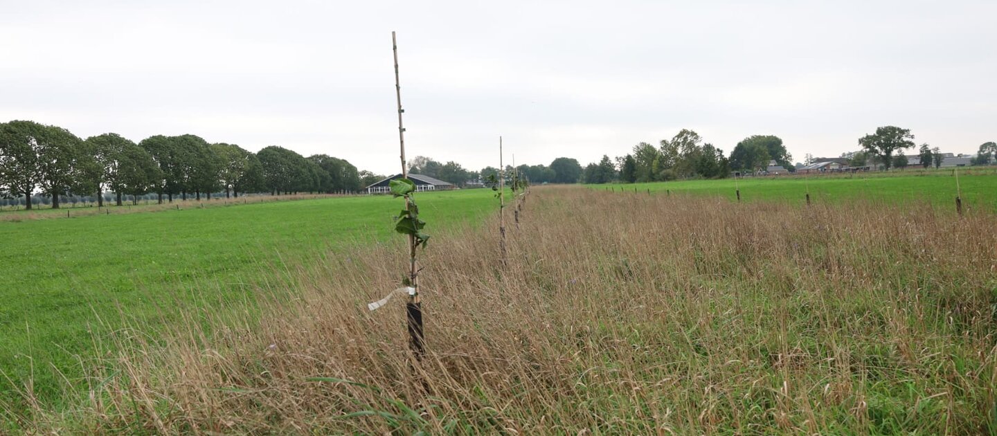 Boom in landschap