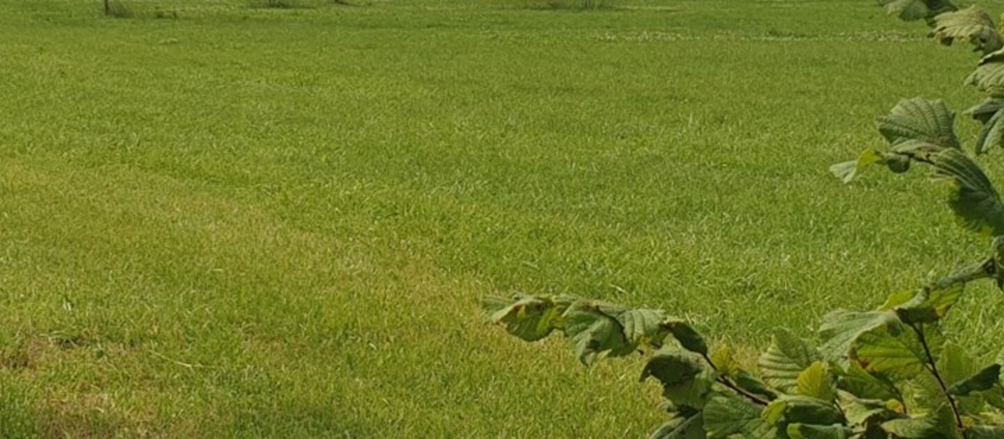 Notenbomen op veld