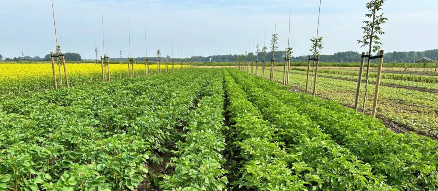 veld met bomen