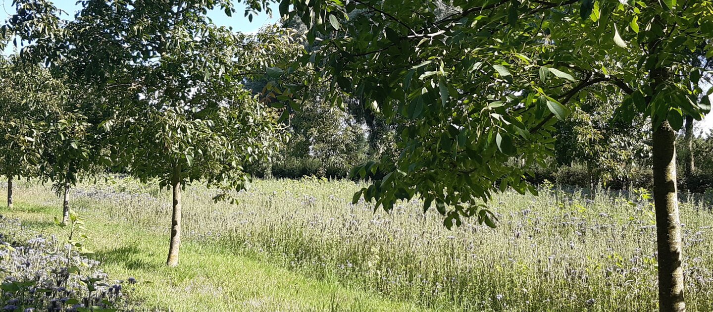 bomen op land