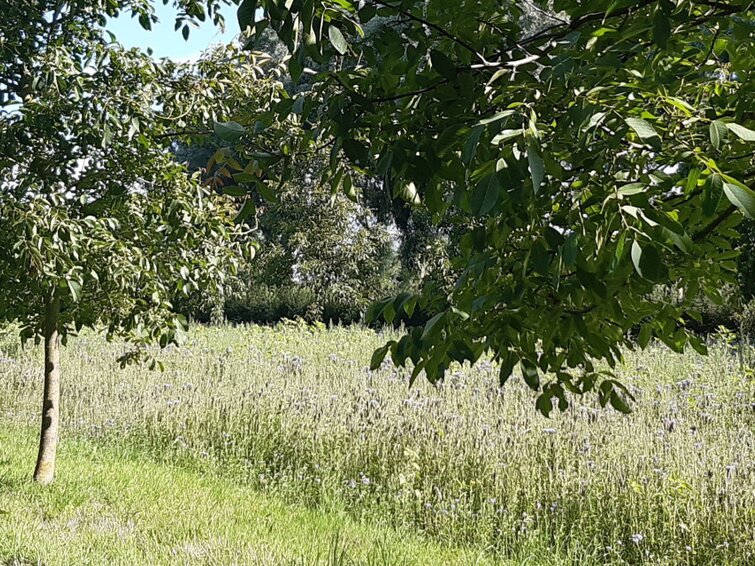 bomen op land