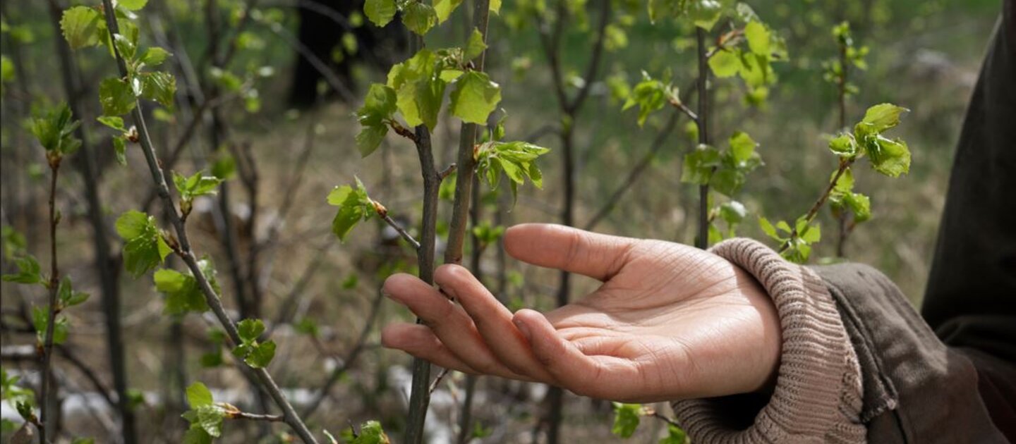 hand bij boom
