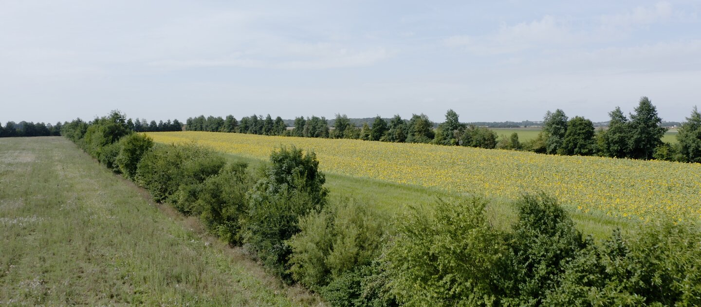 Veld met bloemen en bomen
