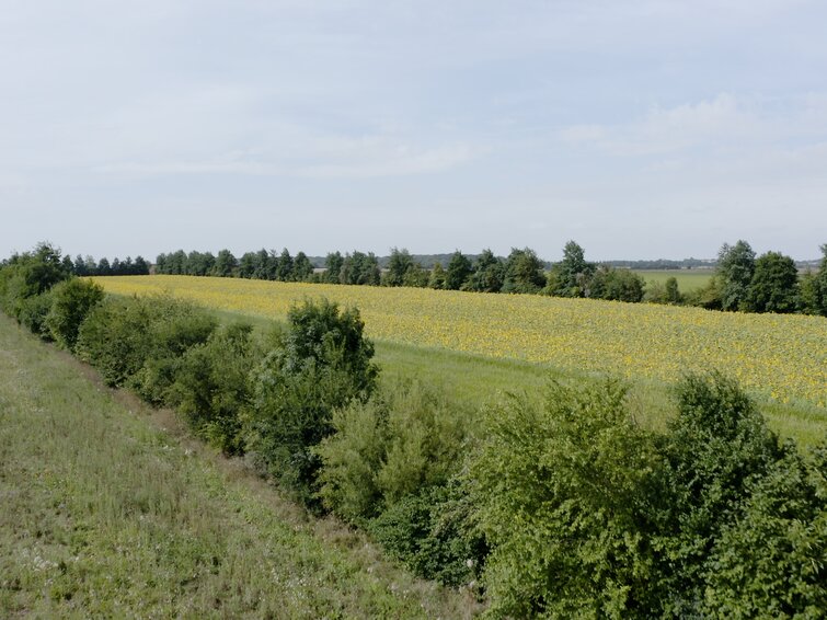 Veld met bloemen en bomen