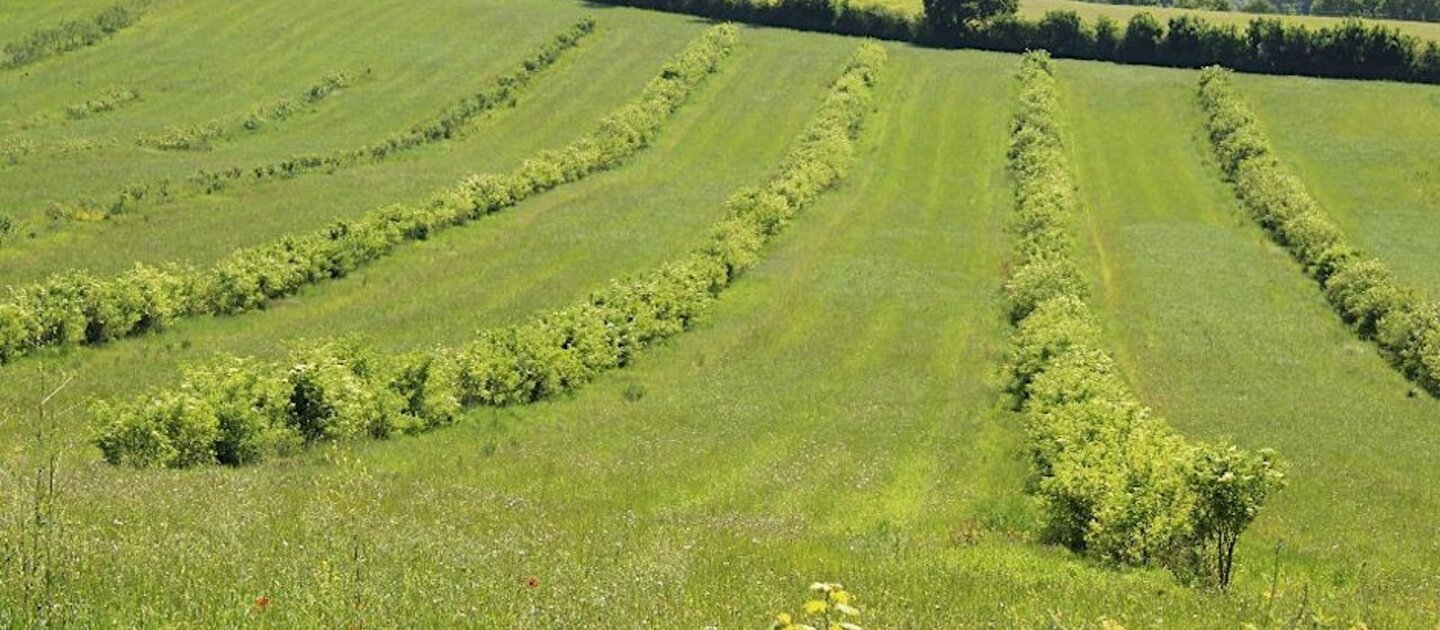 farm land with trees