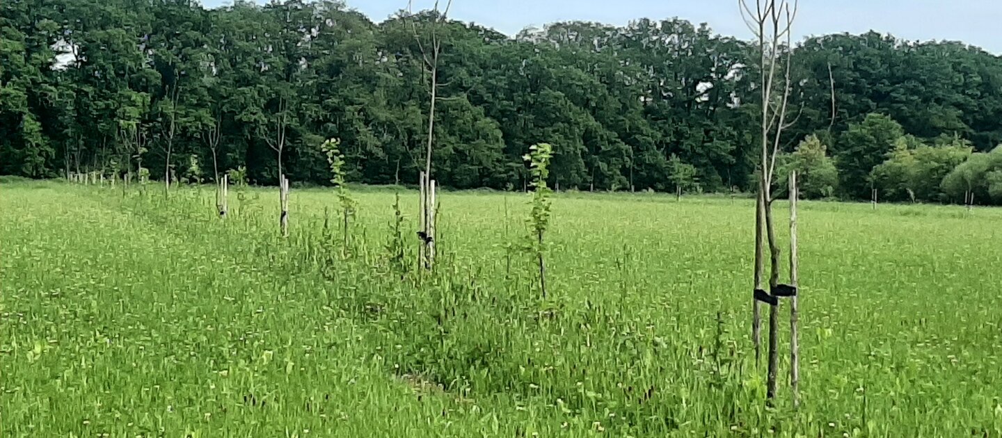 walnoten in grasland