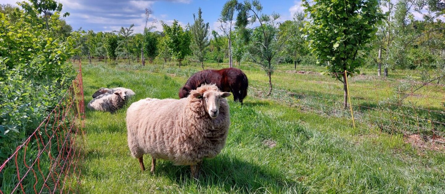 schapen in wei met bomen