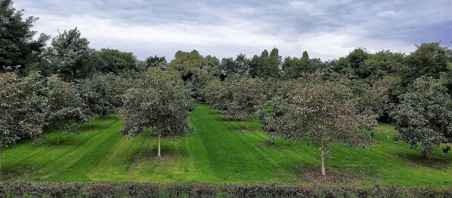 rijen bomen in weiland