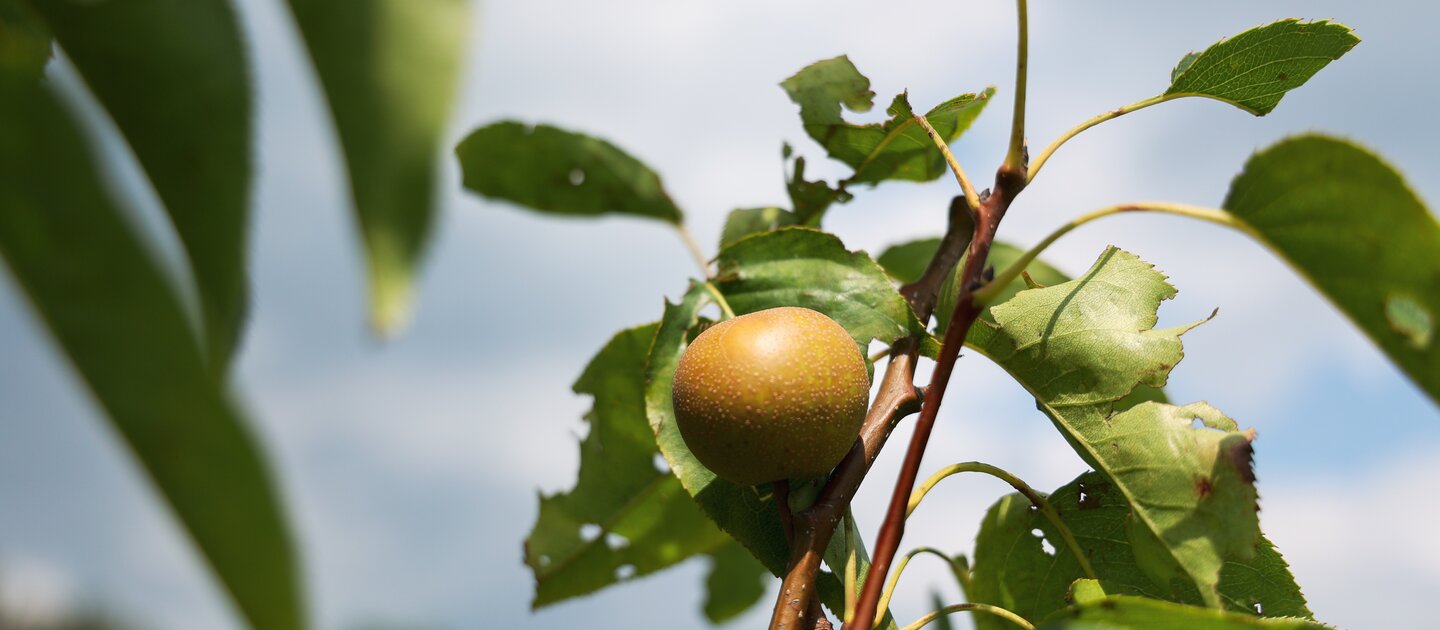 appel groeit aan boom