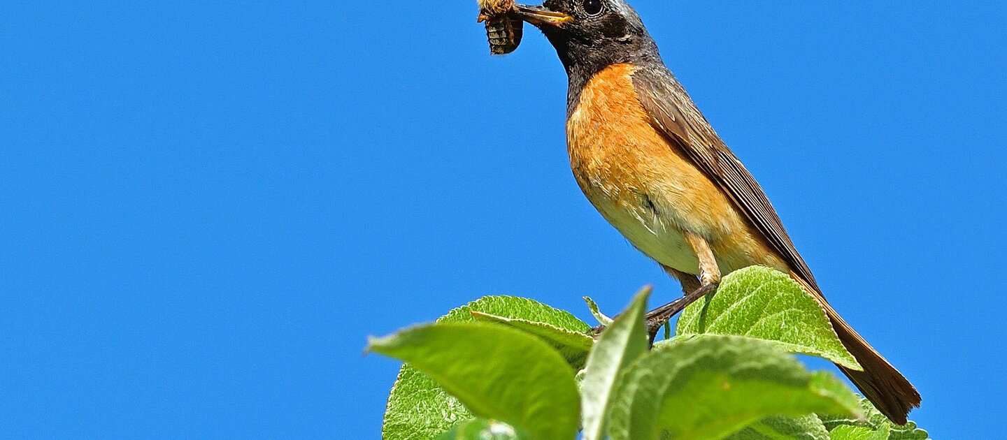 rapport effect biodiversiteit roodstaart vogel