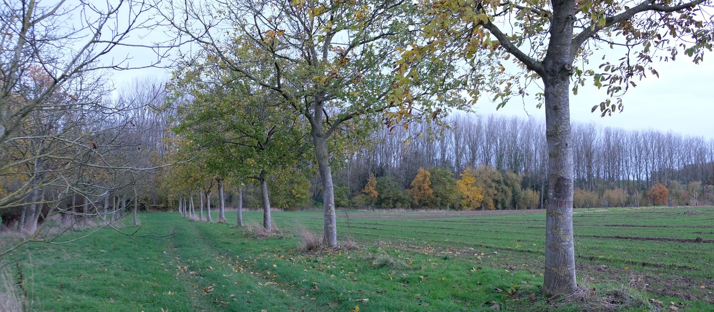 rij bomen in weiland