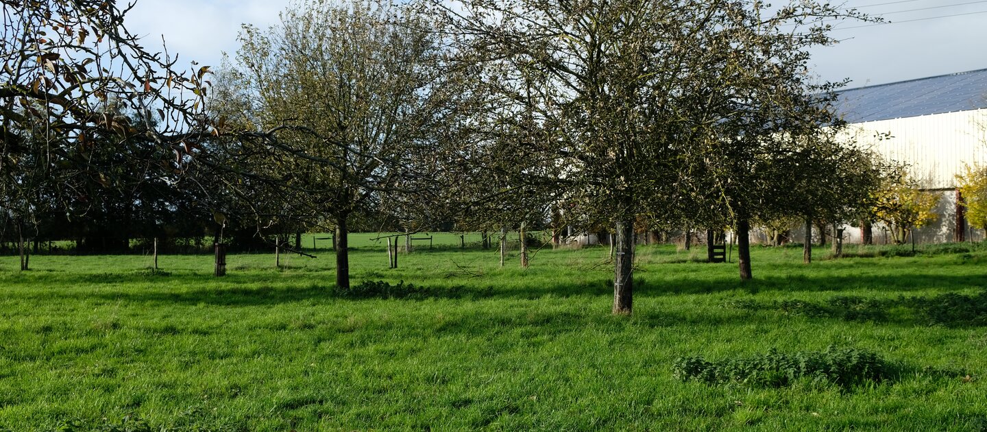 bomen in weiland in Nederland