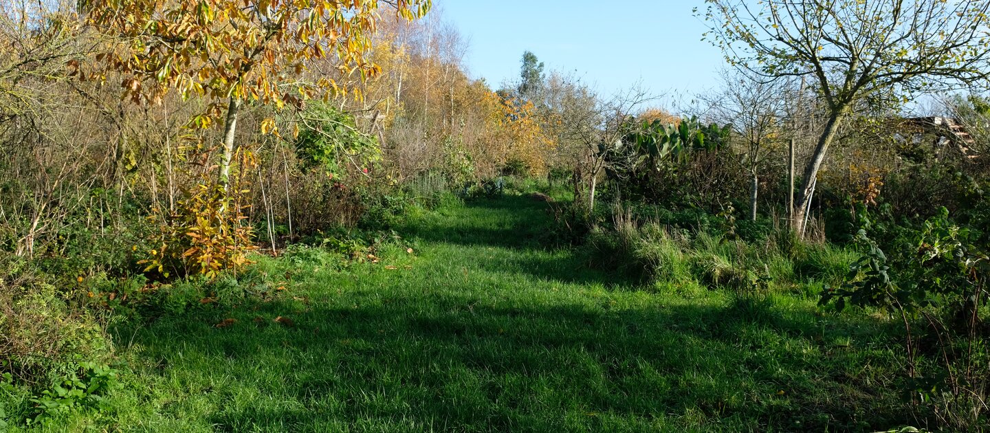 bomen en gras op boerderij