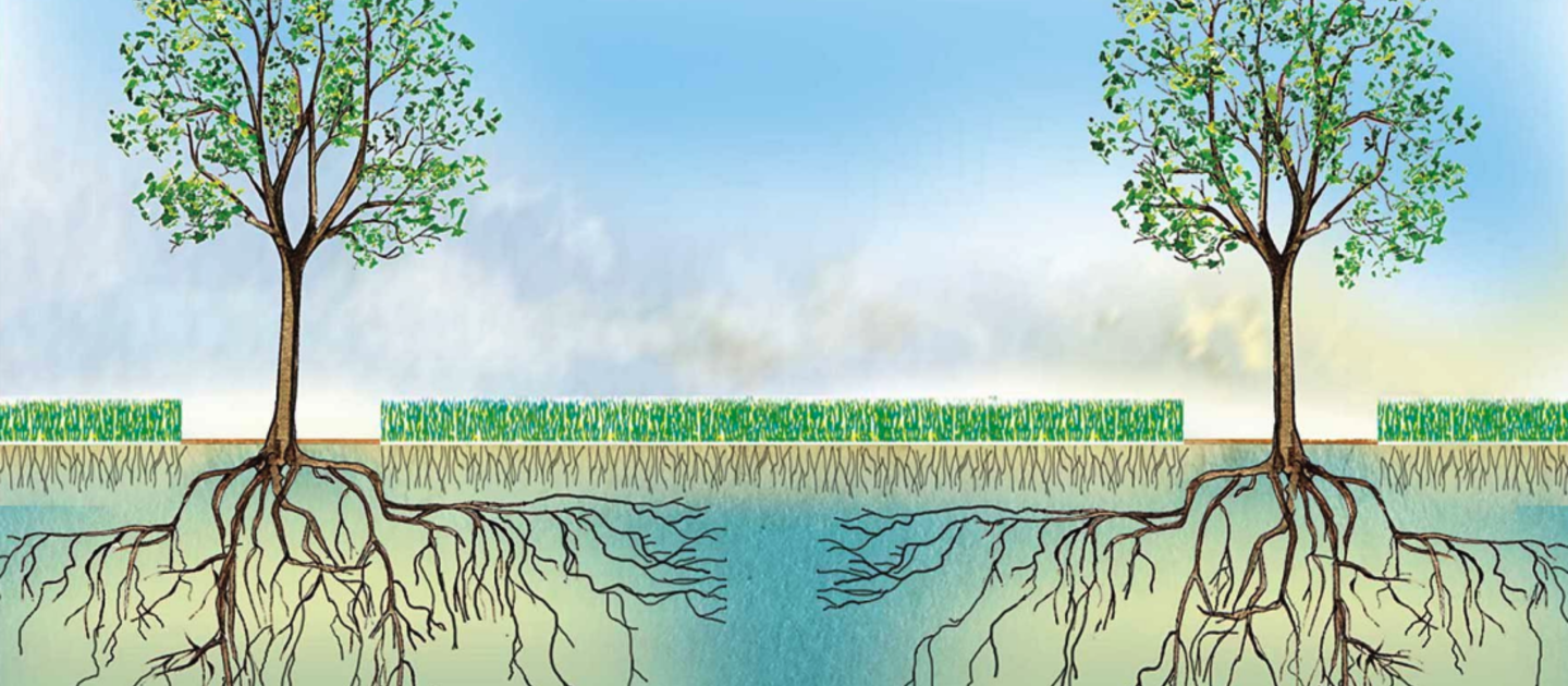 Tekening van bomen in bodem met wortels