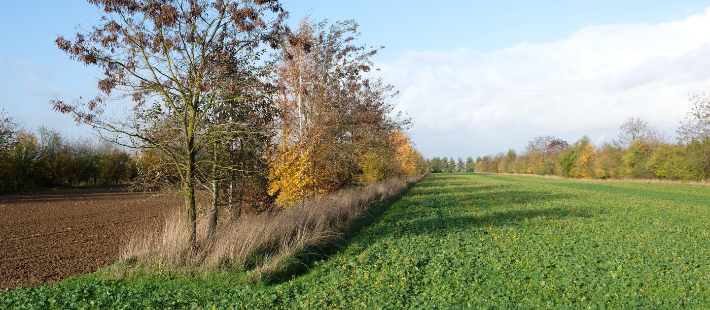 Gewassen afgewisseld met bomen in rijen