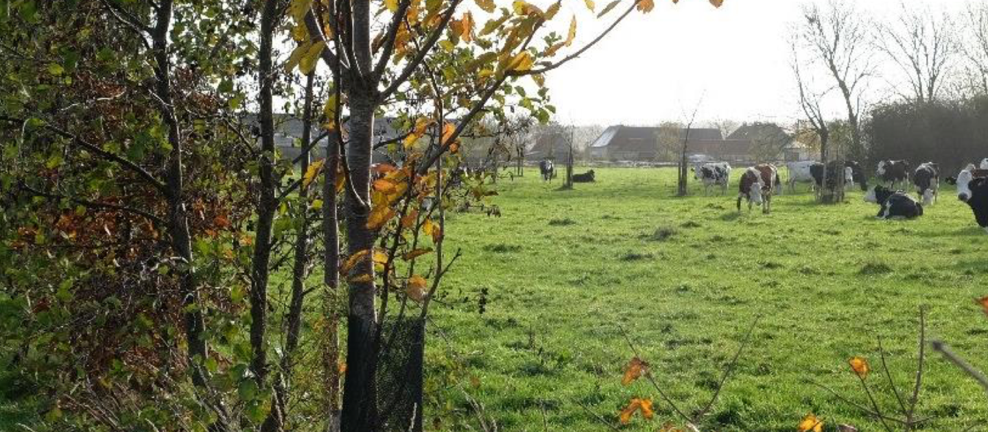Grazende koeien in weiland  met bomen aan de rand
