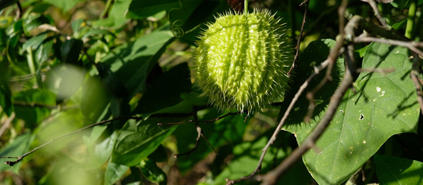 kastanje aan boom