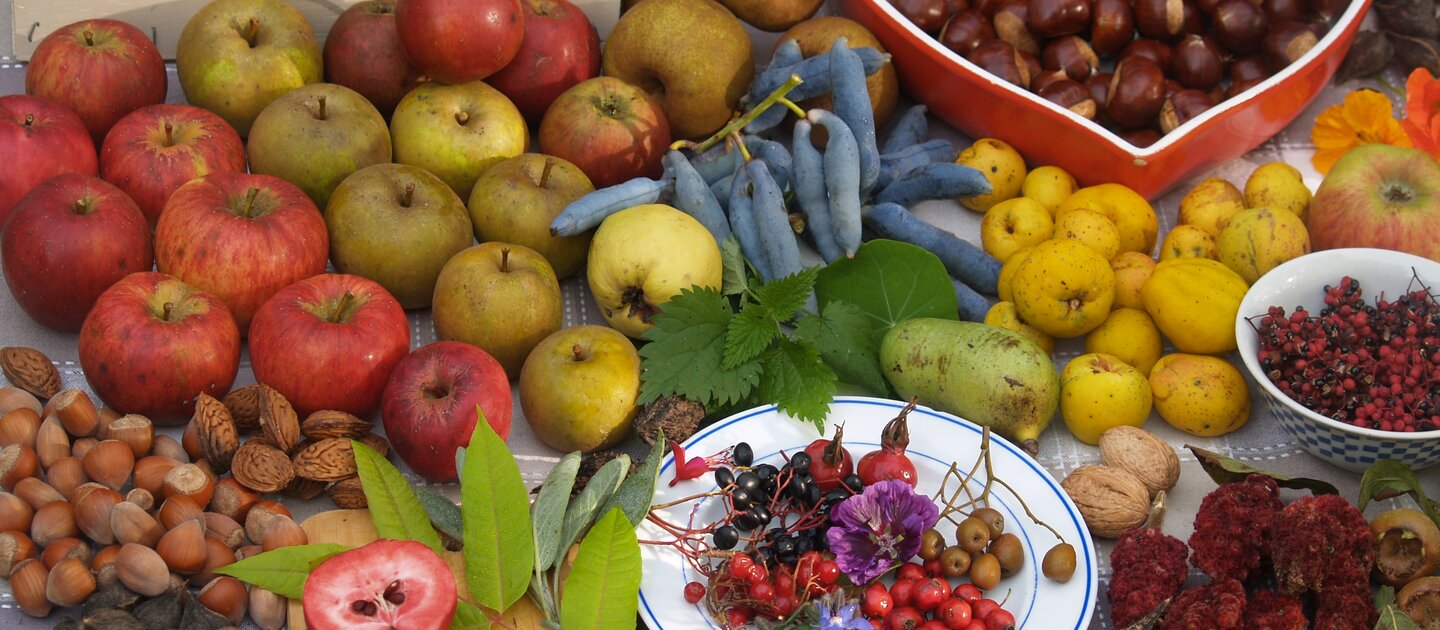 fruit oogst van voedselbos