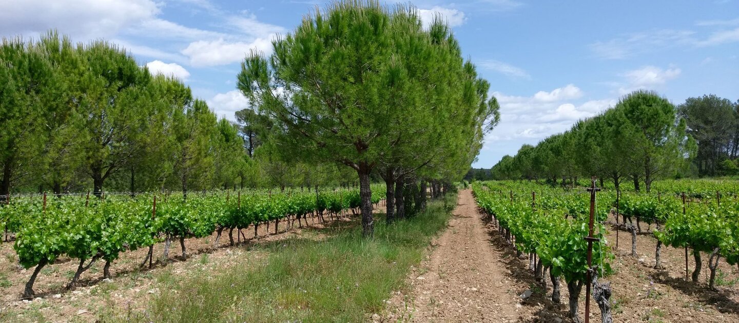 Agroforestry landschap