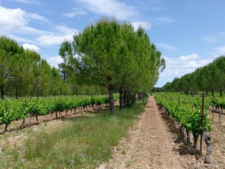 Agroforestry landschap