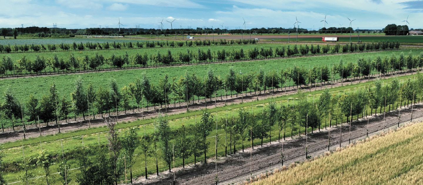 Rijen met bomen en gewassen