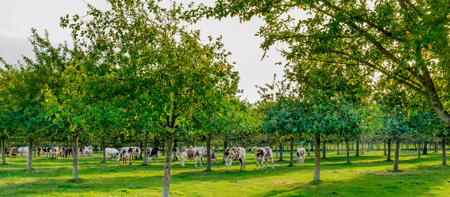Koeien grazen in boomgaard