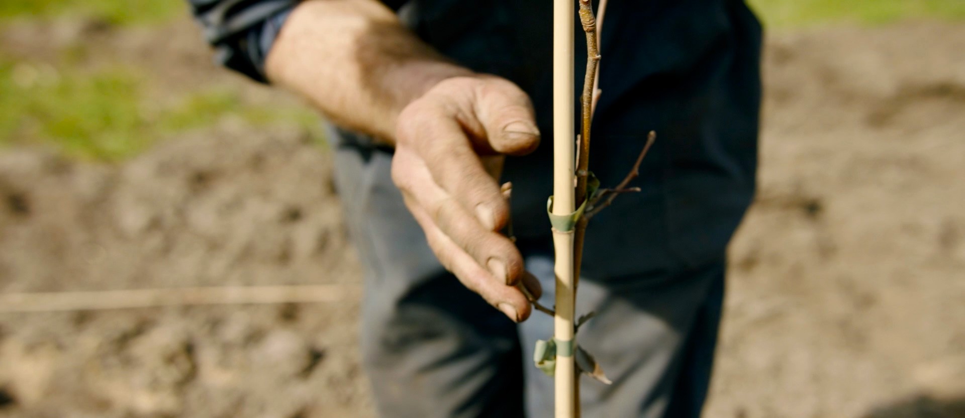 Close-up van man die nieuwe boom plant