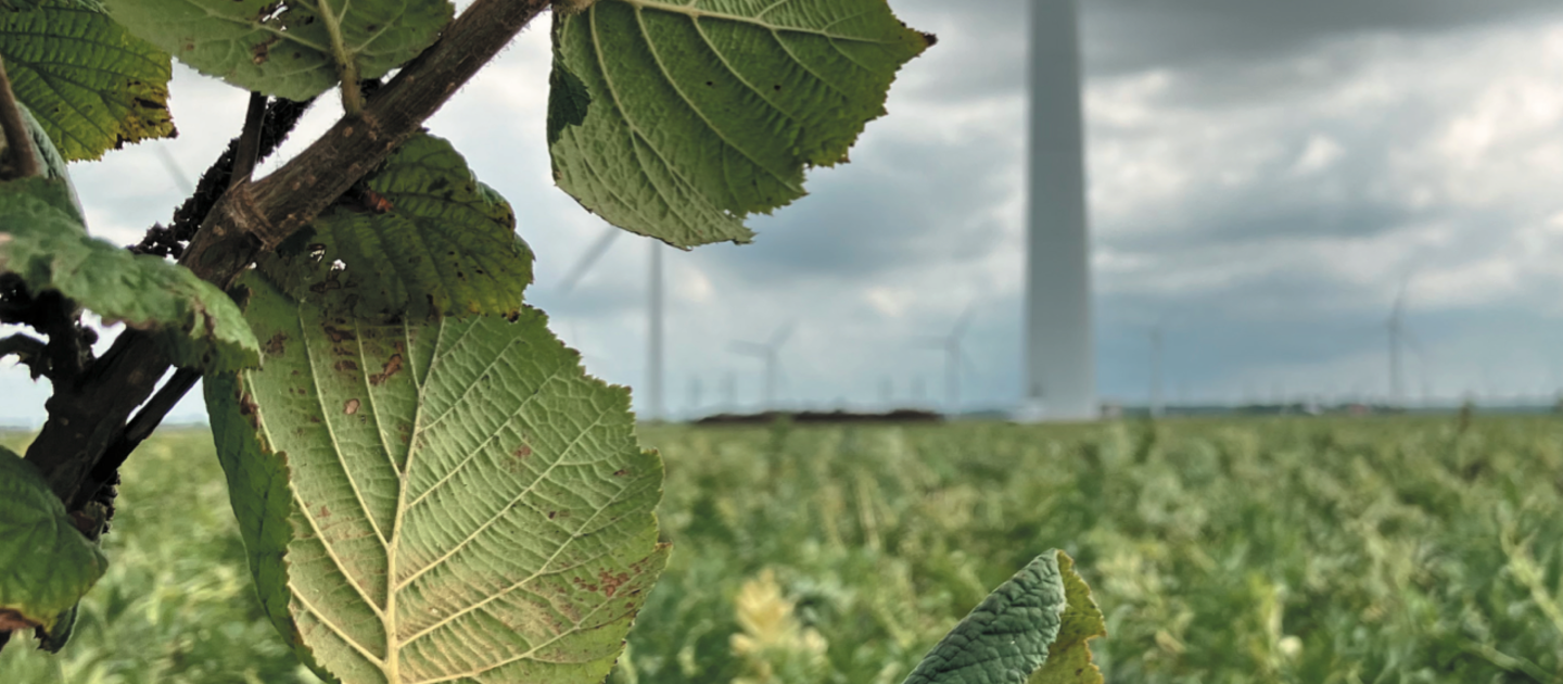 Noten aan tak met akker en windmolens op de achtergrond
